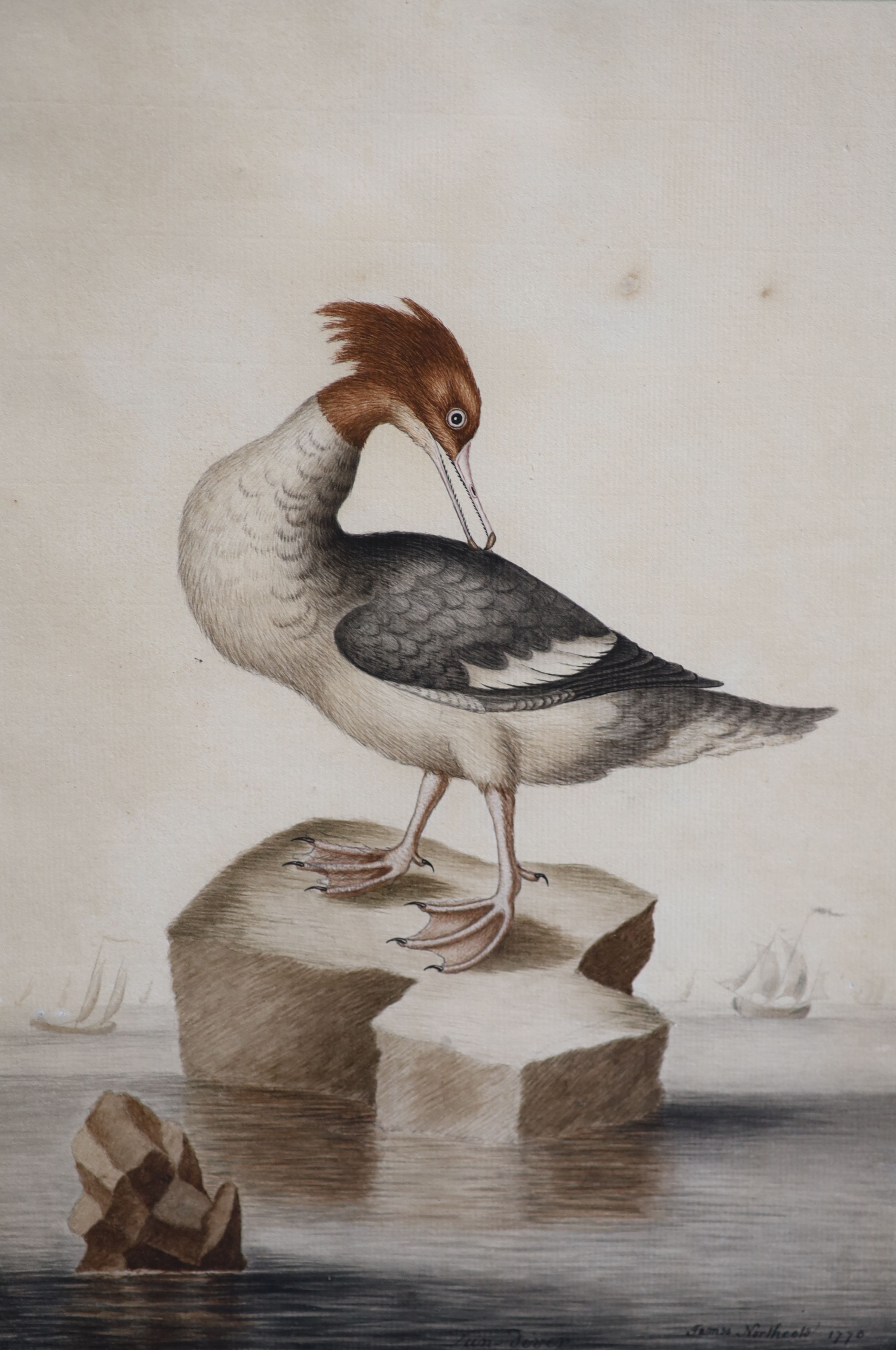 James Northcote (1746-1841), 'A pair of Great Northern Divers' and 'A Merganser perched on a rock', pair of watercolours